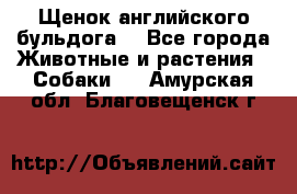 Щенок английского бульдога  - Все города Животные и растения » Собаки   . Амурская обл.,Благовещенск г.